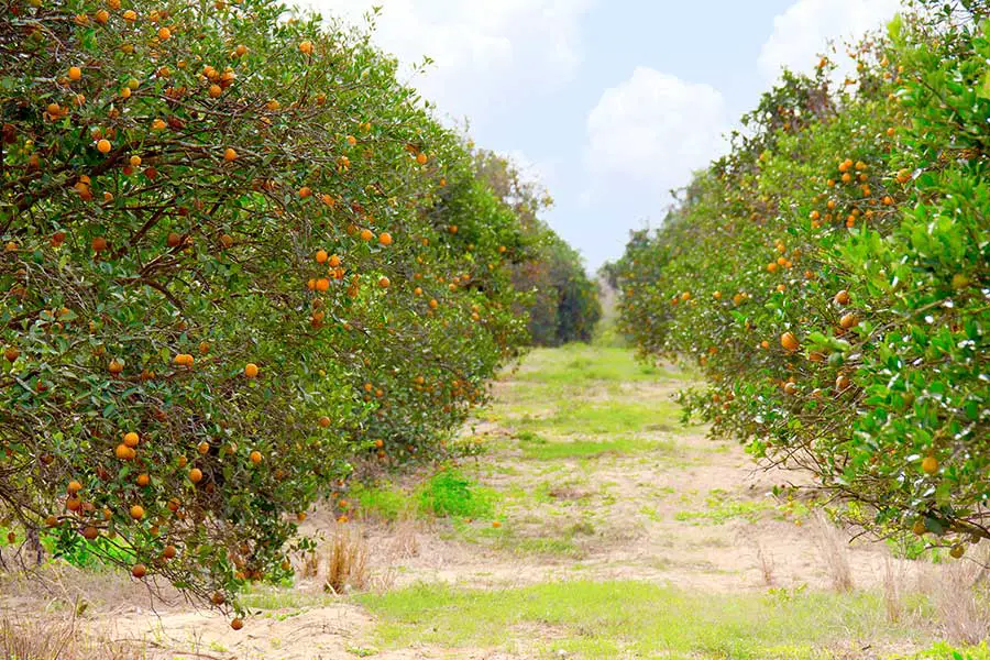 Fruit on trees in orange grove