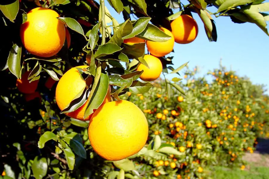 Orange trees loaded with fruit