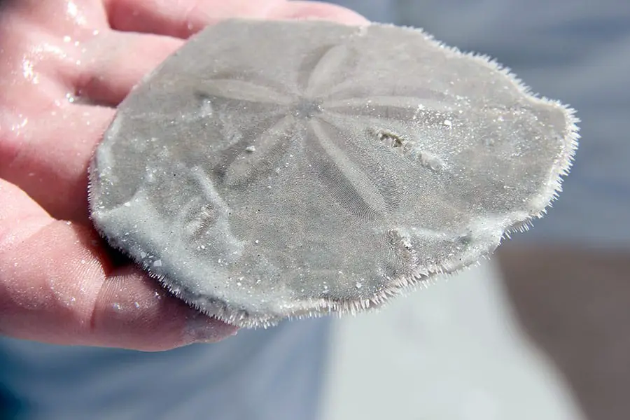 Man holding living sand dollar