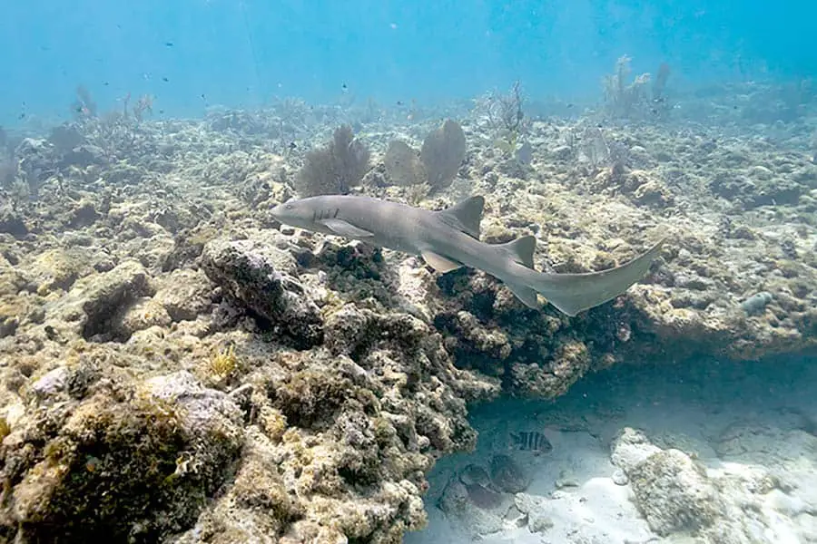 Nurse shark swimming along reef