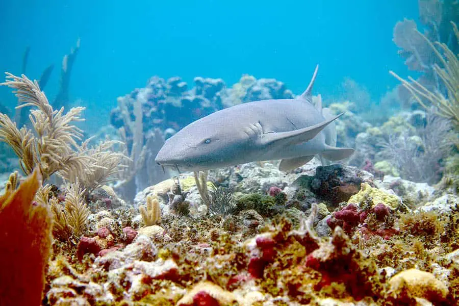 Close up view of Nurse shark