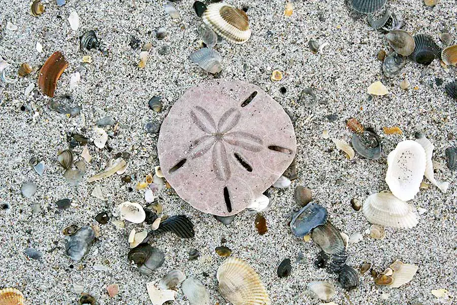 Sand dollar on beach surrounded by a variety of shells