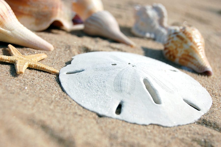 Sand dollar, starfish and shells laying on beach