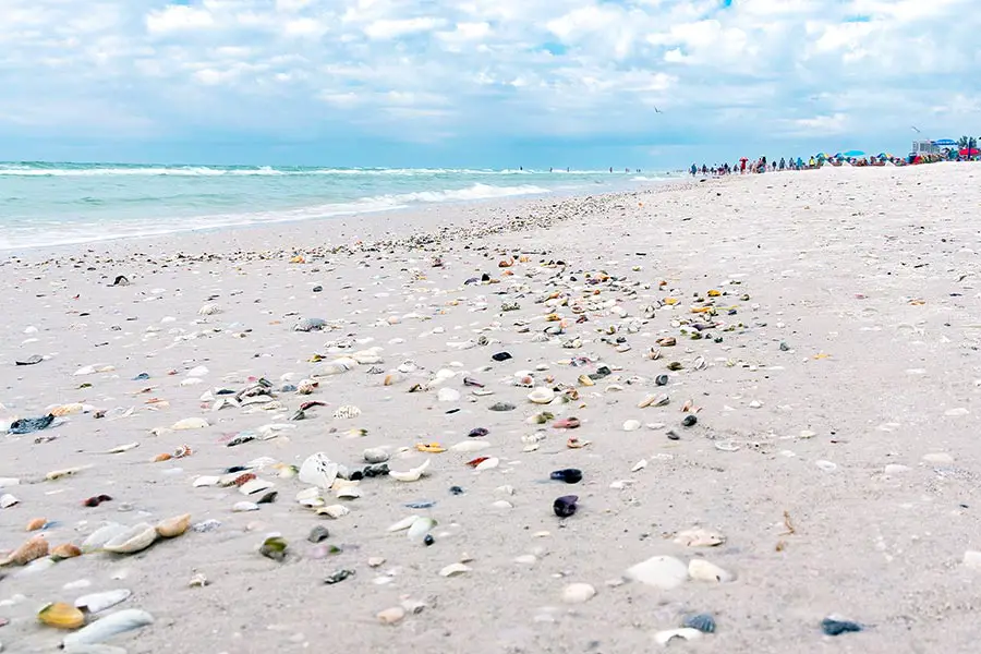 Variety of shells washed up on Siesta Key Beach
