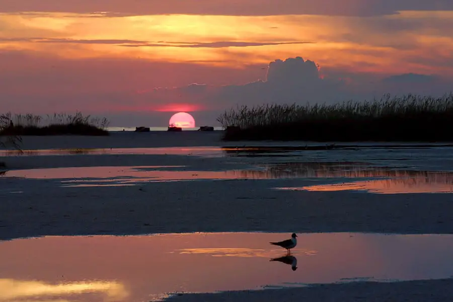 Silhouette of bird as the sunsets on Treasure Island, Florida
