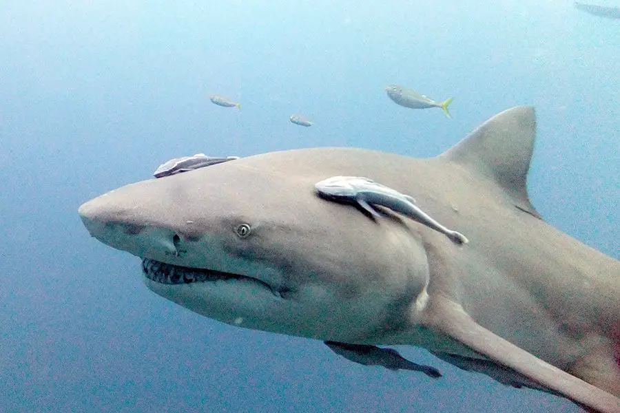 Lemon shark and other fish swimming in Tampa Bay