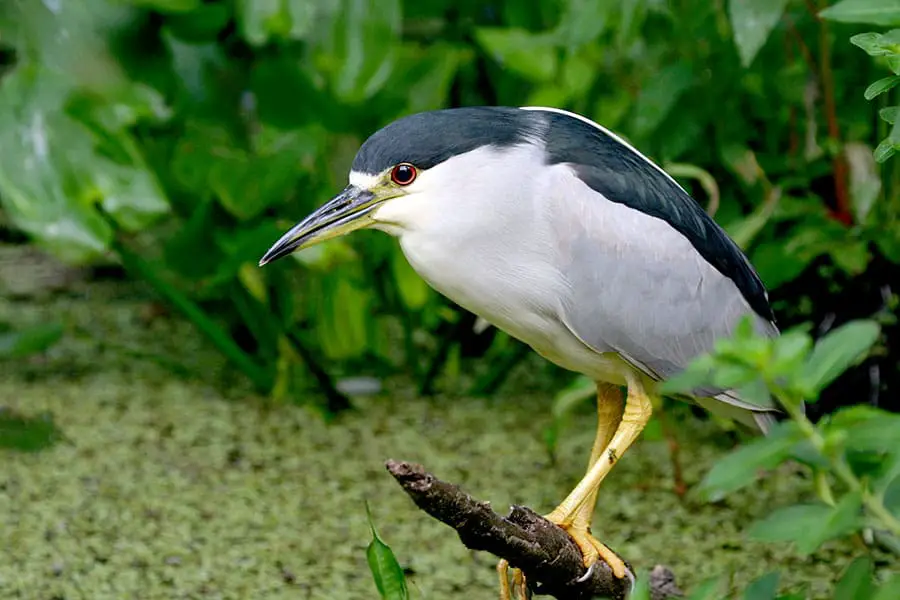 Black Crowned Heron perched on stick in swamp