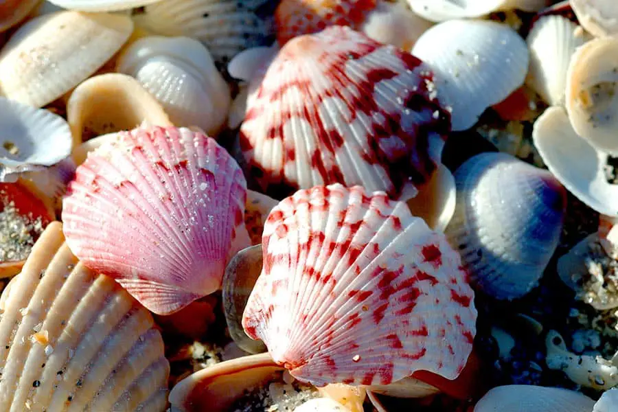 Variety of colorful shells on the beach