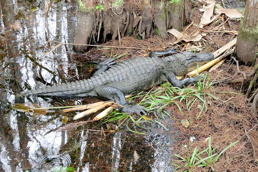 Alligator laying on swamp bank