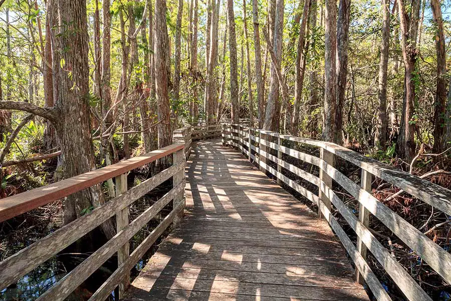 Wooden walkway winds through swampy woodland