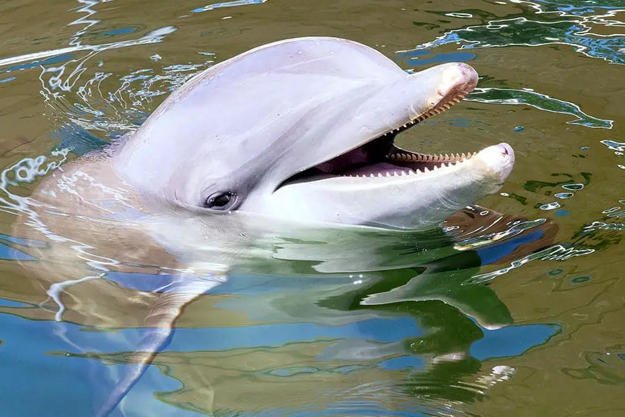 Close up of dolphin with it's mouth open