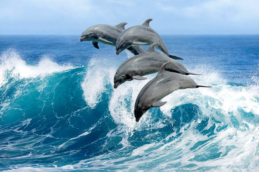 Pod of dolphins jumping over a breaking wave