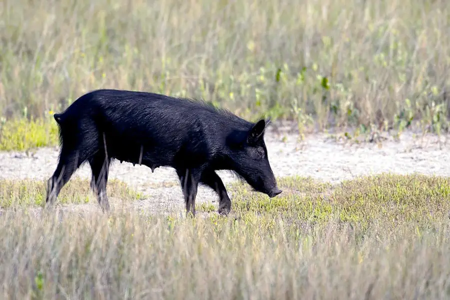 Feral hog crossing Florida meadow
