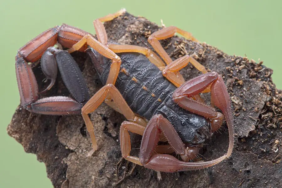 Florida bark scorpion, color varies from browns to black to reddish