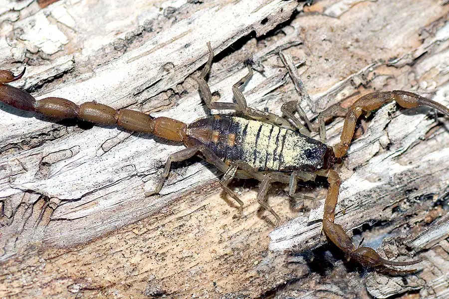 Brown Hentz Scorpion on a piece of wood