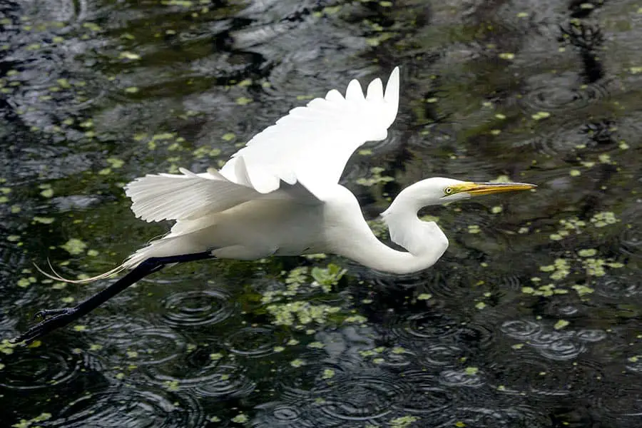White Great egret flying over the water