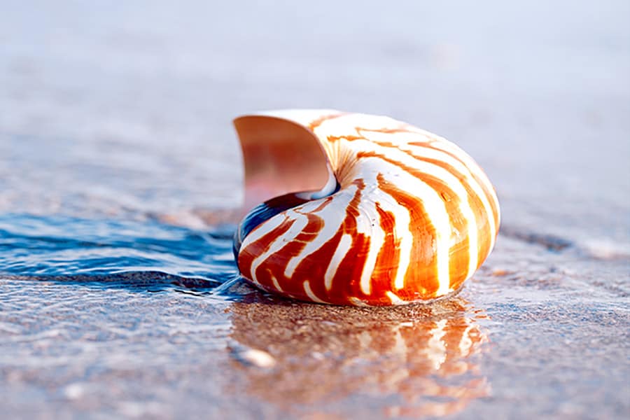 Nautilus shell laying on beach