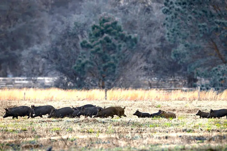 Passel of wild hogs foraging for food in Florida