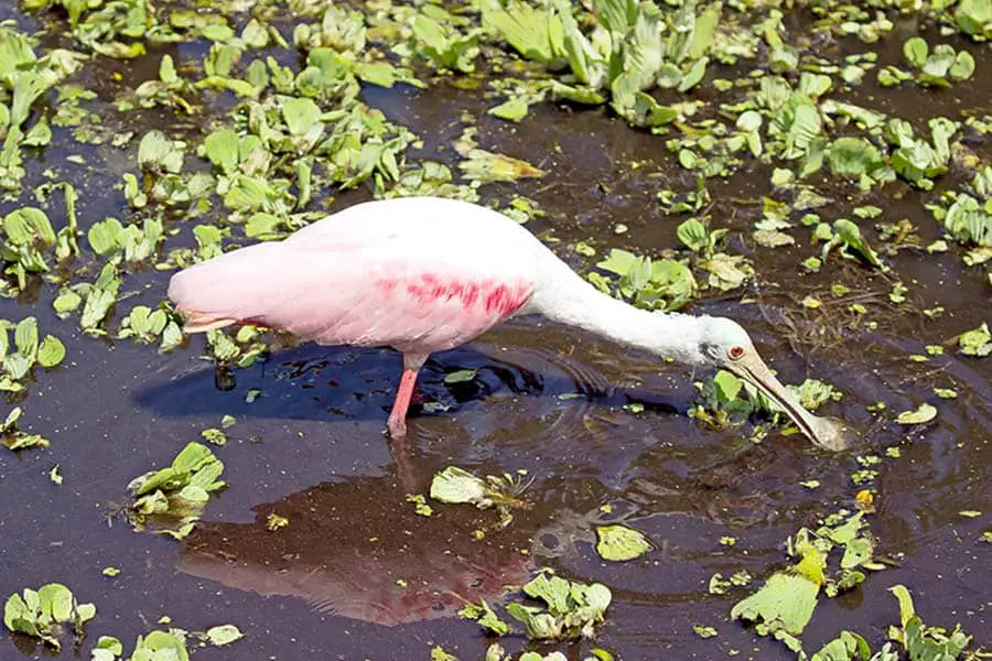 Roseate Spoonbill searching for food in the water