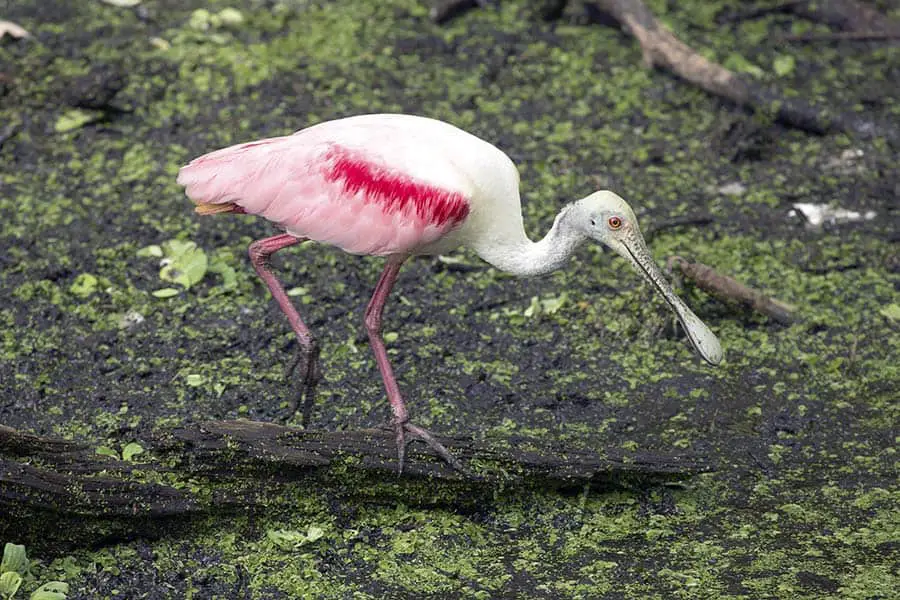 Roseate Spoonbill stepping over log looking for food