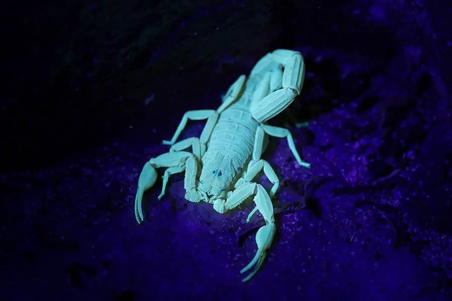 Scorpion glowing in ultraviolet light