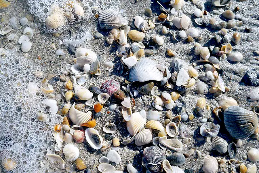 Large waves from storm washes a variety of shells onto the beach