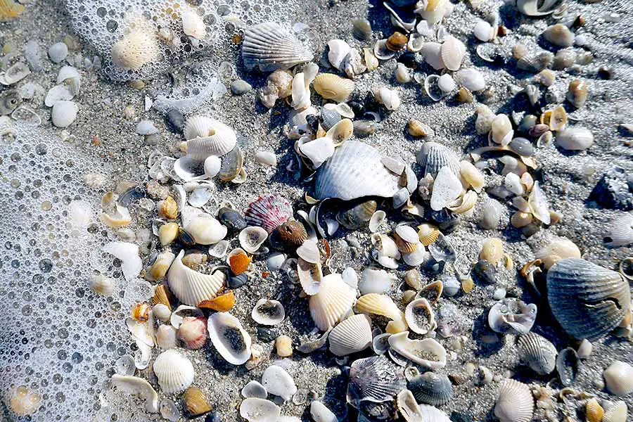 Is It Illegal To Take Shells From Florida Beaches? - Phenomenal Florida