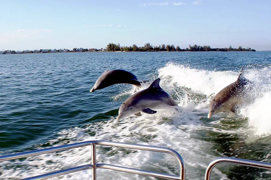 Three dolphins surfing the wake behind a boat