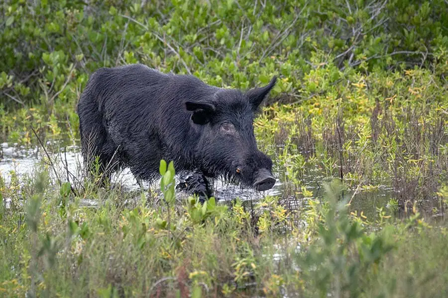 Black wild boar walking through Florida wetland