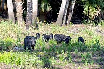 Group of Florida wild boar