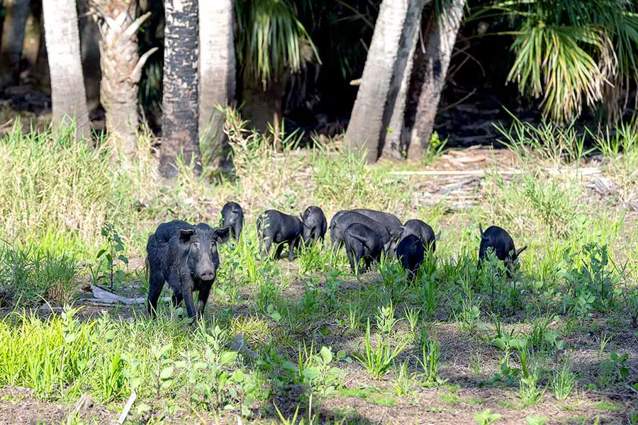 Florida wild hog with group of piglets foraging for food
