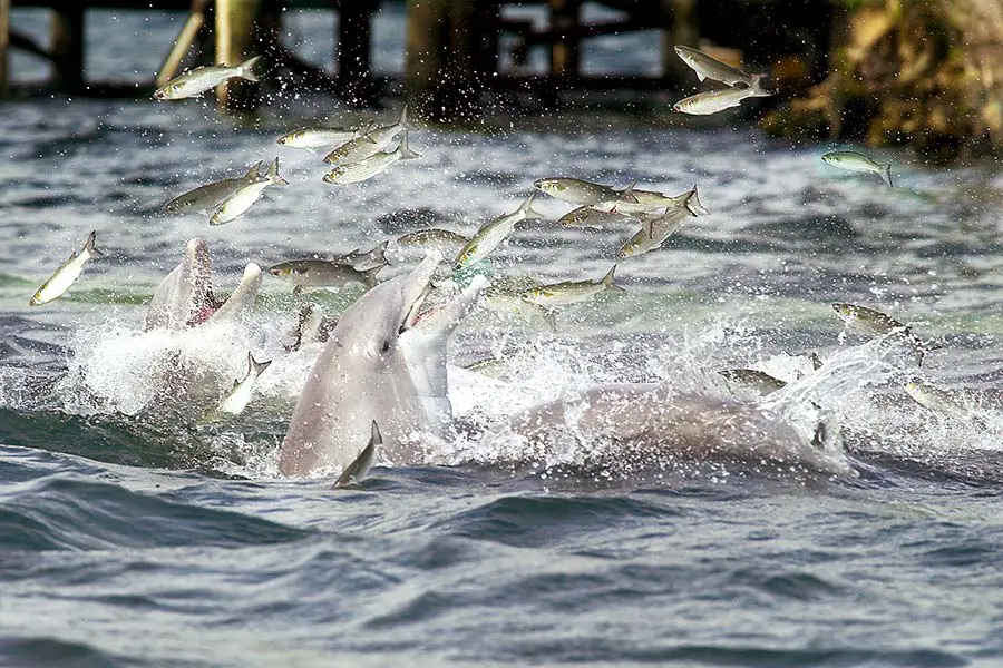 Pod of dolphins feeding on a school of small fish