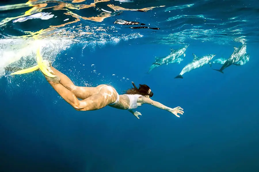 Woman snorkeling toward a pod of dolphins