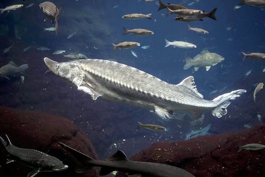 Atlantic sturgeons swimming with other fish species