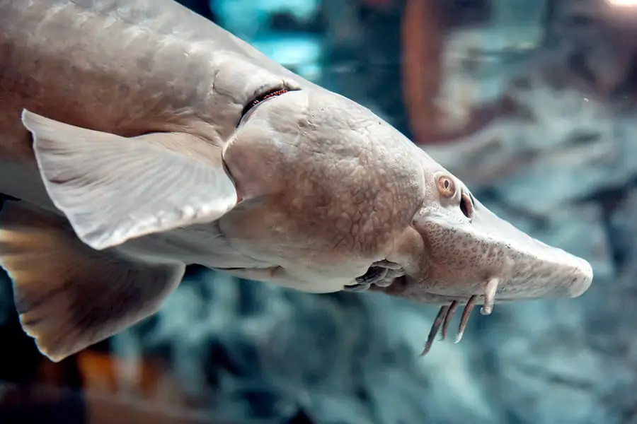 Close view of Atlantic sturgeon