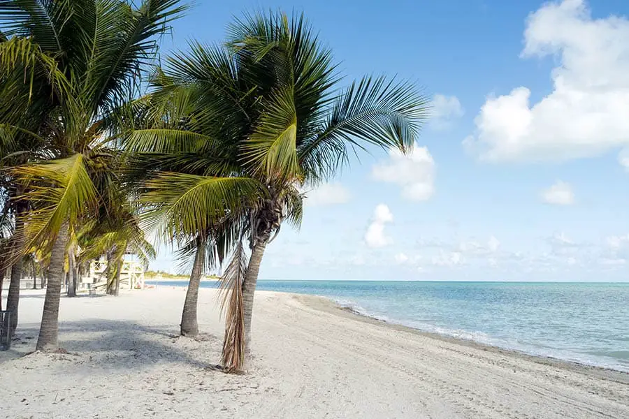 Palm trees and white sand at Crandon Park Beach