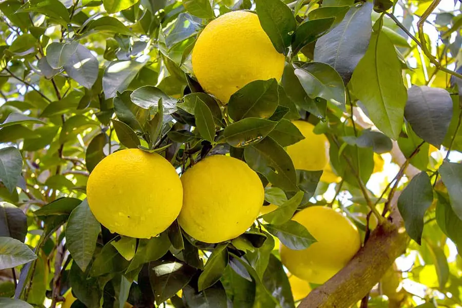 Cluster of grapefruit on tree