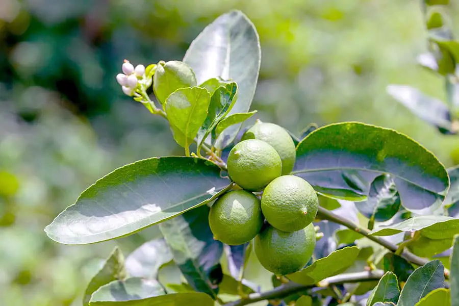 Tree with a cluster of green limes