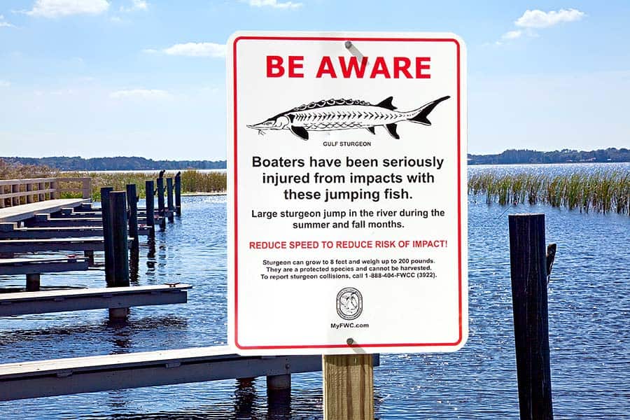 Be aware sign, people have been injured by Gulf sturgeon jumping into boats