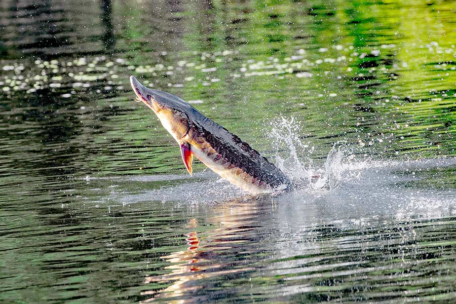 Gulf sturgeon jumping out of the water