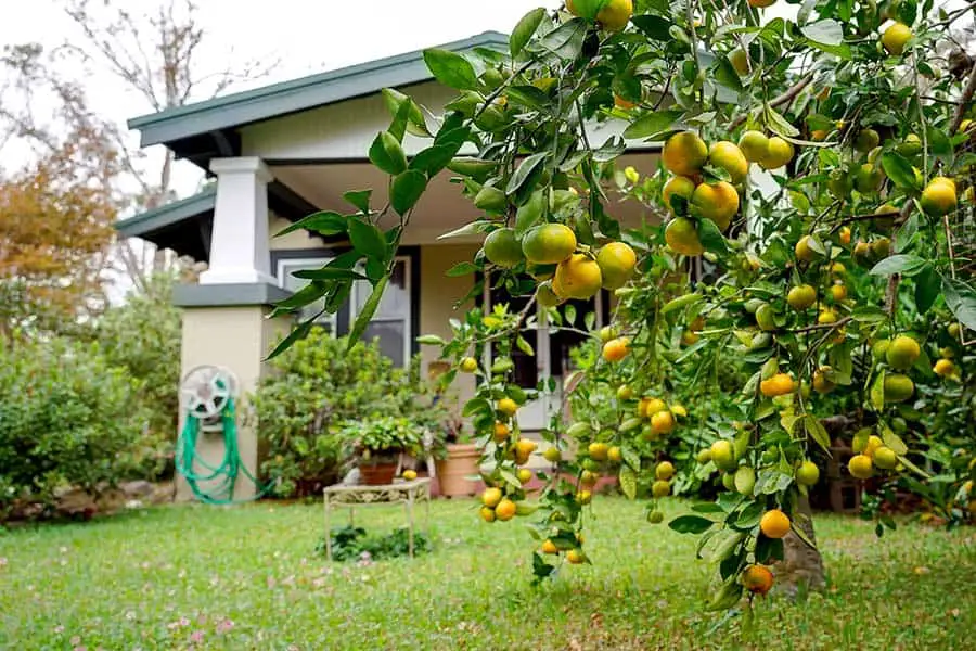 Mandarin orange tree in front of house is loaded with ripening fruit