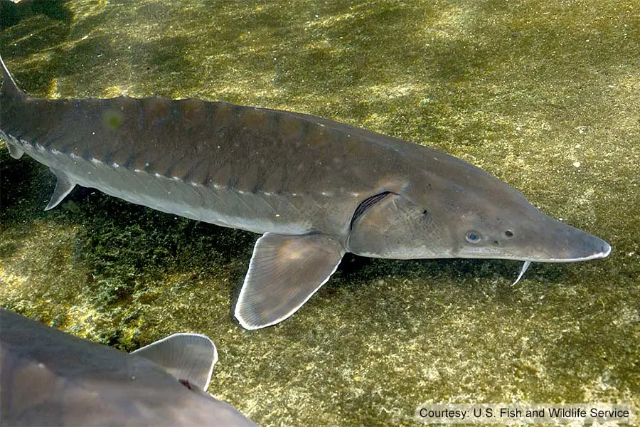 Close up view of an Atlantic sturgeon