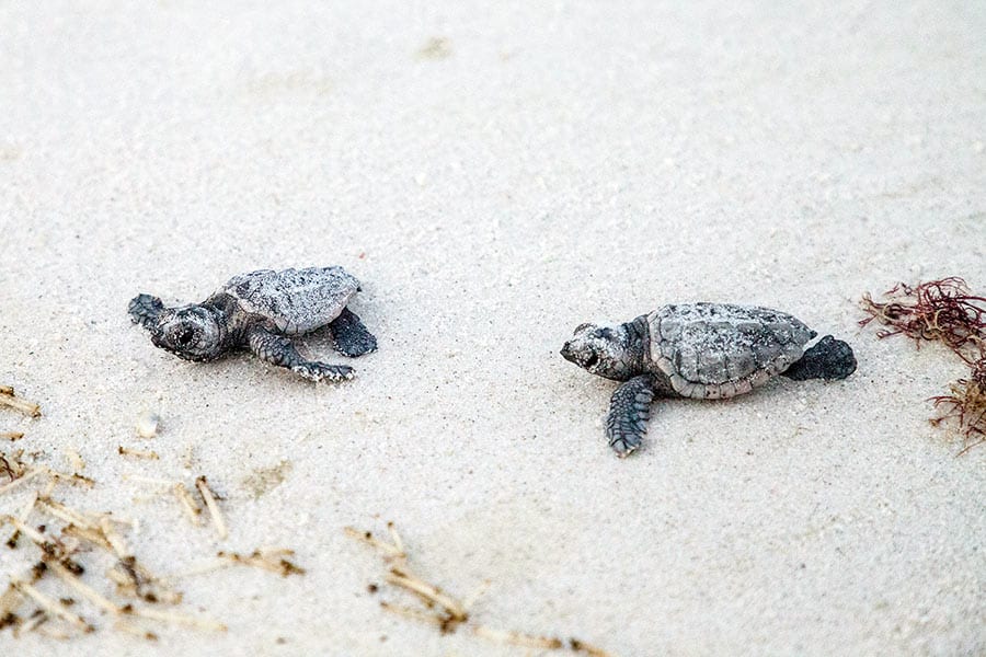 Two baby Loggerhead Sea Turtles heading for the ocean