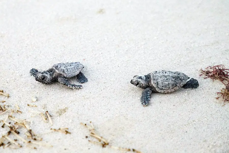 Two baby Loggerhead Sea Turtles heading for the ocean