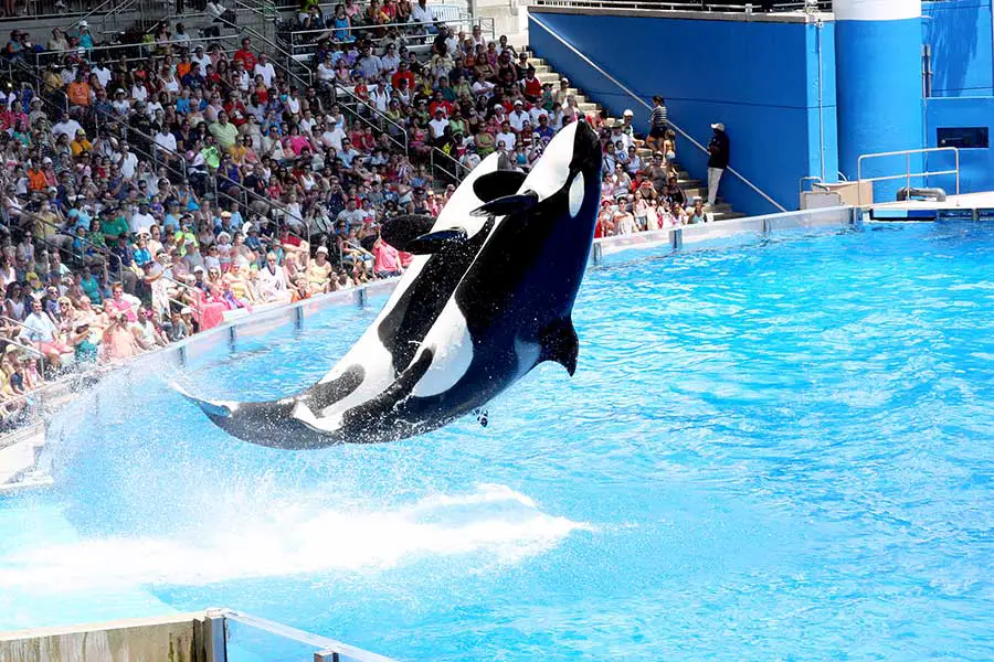 A pair of killer whales jump out of the water at SeaWorld Orlando