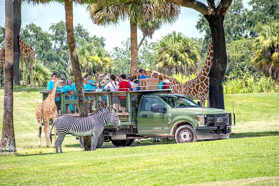 Tourists in back of green truck viewing giraffe and zebra at Busch Gardens