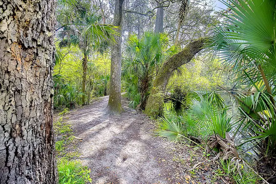 Walking path through trees at Hillsborough River State Park