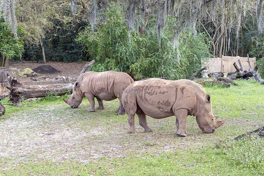 A pair of rhinoceroses grazing on grass at Disney World