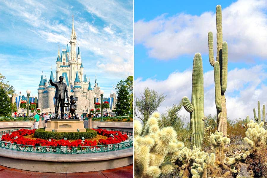 Walt Disney statue on left and cactus on right