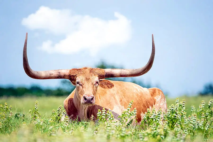 Texas longhorn laying in a pasture of green grass